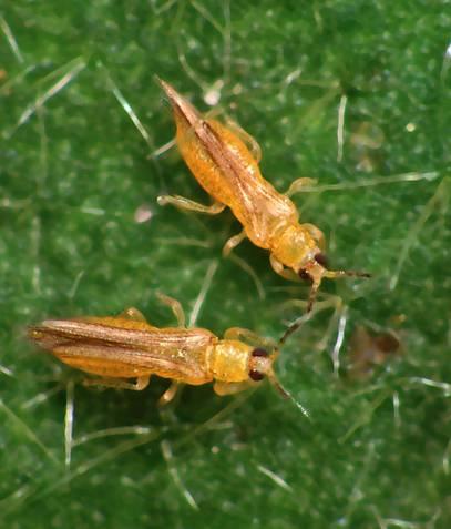 IDENTIFICATION OF MELON THRIPS Adult