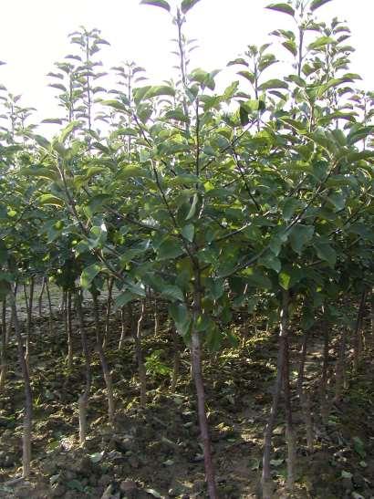 Branched fruit tree (Knipboom) Minimum length of the shoots - with 3 shoots 30 cm - with 4 shoots 15 cm Minimum leader length 50 cm from