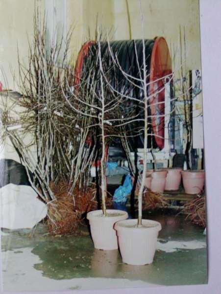 Container grown trees Each above tree classes may be container grown - one year graft - branched -