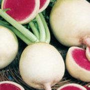 month). Radishes contain 5-8% dry month and the summer and winter mainly represented 8-11% of carbohydrates.