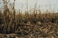 Figure 19. Lodging of corn plants due to stalk rot damage. Photo courtesy of MAFRI.