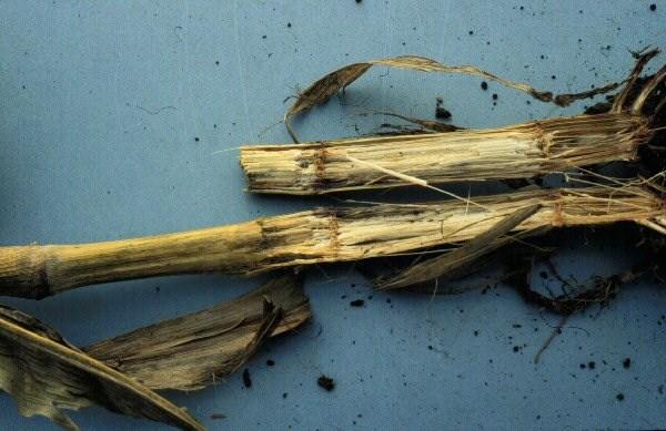 STALK ROTS When to look for: Mid-August to Early October While the stalks contain a high level of carbohydrates, corn plants are able to tolerate most stalk rot organisms.