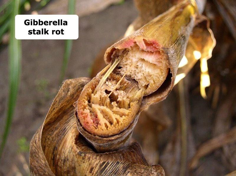 Gibberella Stalk Rot (Gibberella zeae) Symptoms Wilting leaves, resembling frost damage and appearing light to dull grey-green in colour.