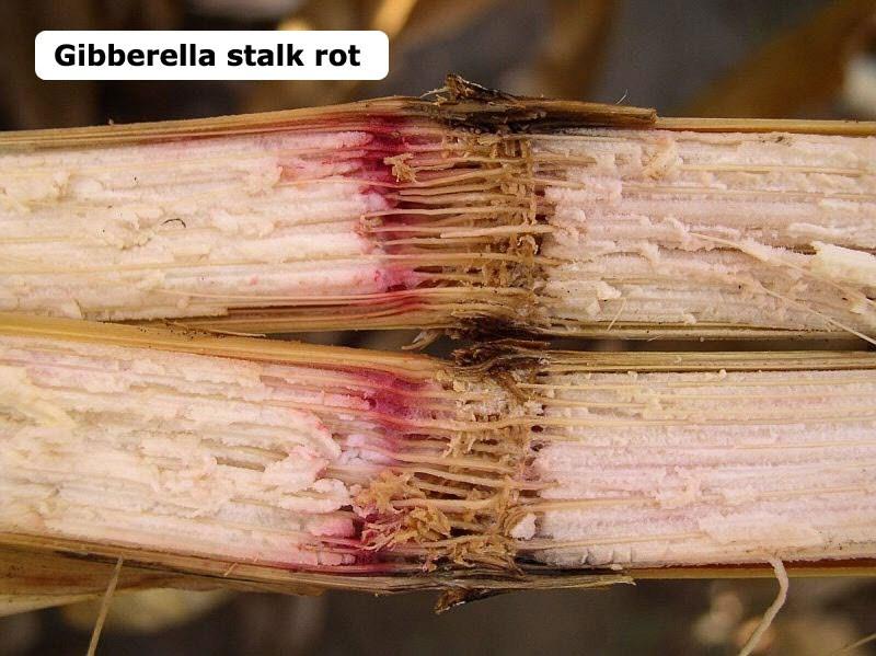 Internal pith tissue breaks down, leaving only the thread-like vascular bundles. Reddish-pink discolouration observed inside the stalk is a classic Gibberella symptom Figure 29.