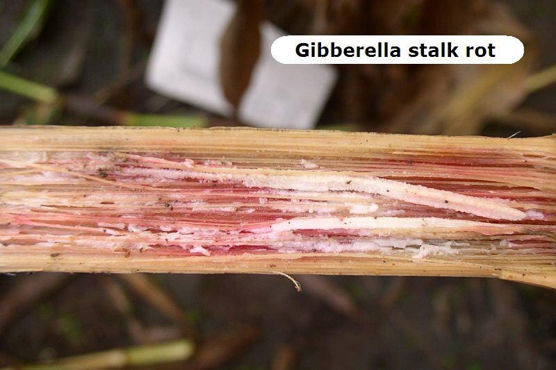 Management The fungus that causes Gibberella stalk rot is the same fungus that causes Fusarium head blight in cereals.