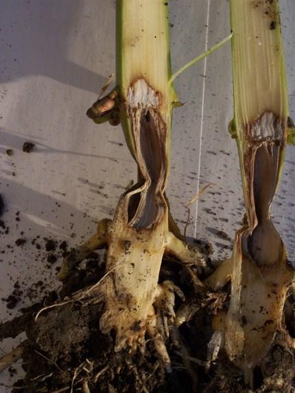 Pythium Stalk Rot (Pythium aphanidermatum) Symptoms generally restricted to the internode closest to the soil line Soft, collapsed and dark green tissues.