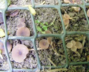 Spores are readily carried by air currents from other infected crops or debris.