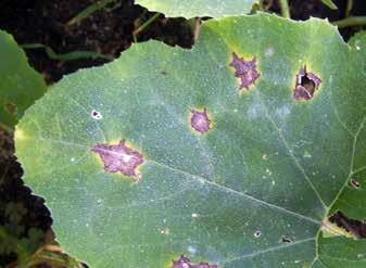 Leaf symptoms vary with cucurbit species but generally lesions are brown sometimes with a yellow border, roughly circular and may exceed 1 cm in diameter.