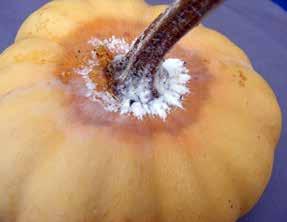 Secondary infection by other pathogens may result in soft wet rots and fruit collapse. stored at high humidity. Older lesions can crack and there may be decay of inner fruit tissue.