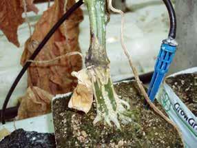 Warm (20-24oC), moist conditions are most conducive for development of gummy stem blight and black rot, so this disease is more commonly associated with protected crops in the UK or in outdoor