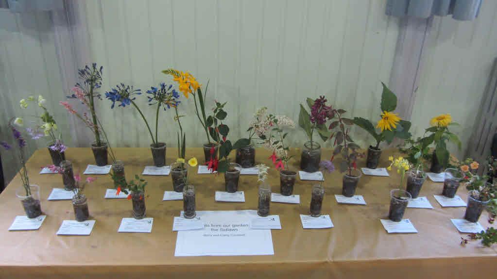 Cathy and Barry staged a large exhibit of cut flowers showing the variety they grow in their own garden.