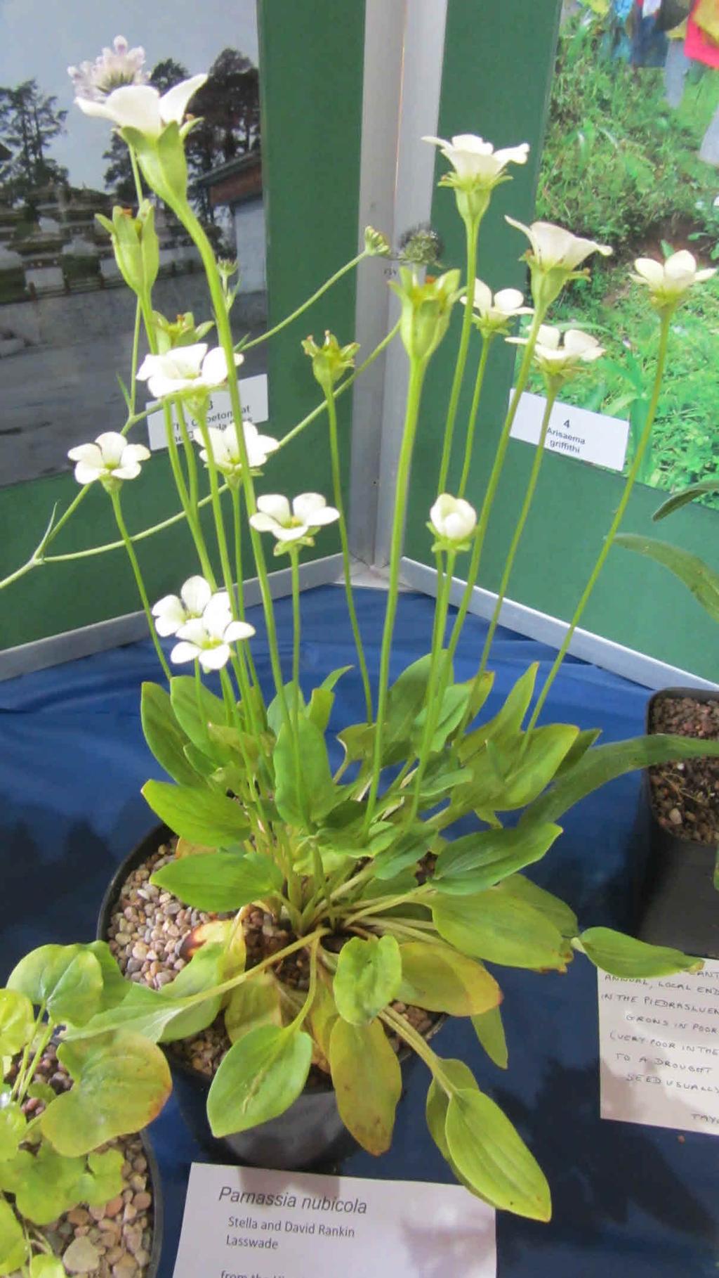 On the left is Parnassia wrightiana from
