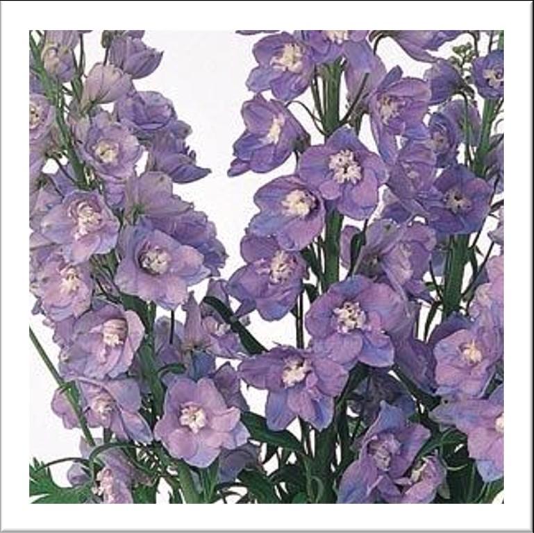 Alcea Zone: 3-9 (Hollyhock) Height: 48-60 Purple, Rose, Aguilegia Zone: 3-9 (Columbine) Height: 10-18 Biedermeier - Dwarf Artemisia Zone: 3-8