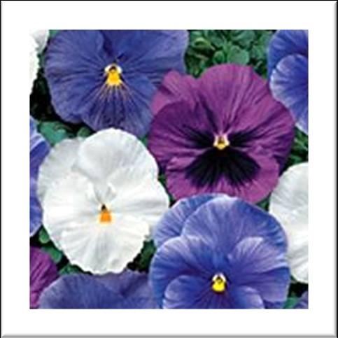 Morpheus... w/ Face... Bright ed Colors 806 Cell Packs - 48 Plants Neon Purple... Dark Purple... Solid Medium Pastel... Pastel ed Colors Amethyst..., Purple, mix Costal Sunrise..Lt.