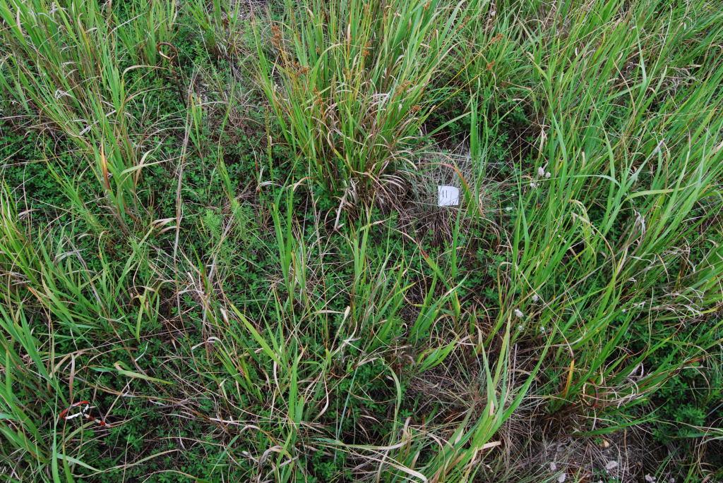 Photo #5: Switch grass and
