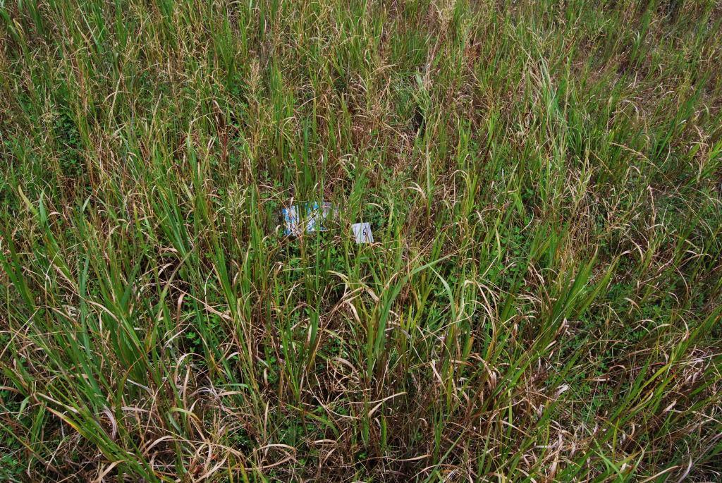Photo #6: Dense switch grass with