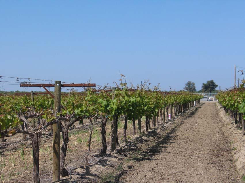Delayed growth in young, spur pruned Crimson Seedless.