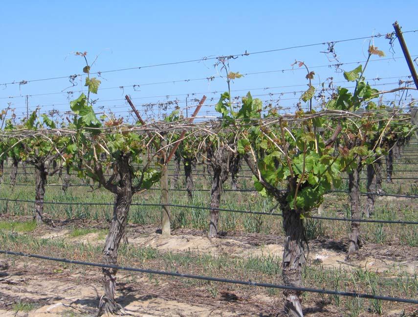 Note normal growing vines a short distance away.