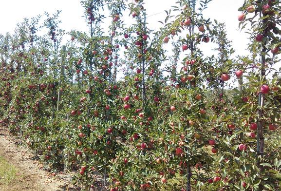 Precision Orchard Management HVRL (Highland, NY) Apple cultivar: GALA/HONEYCRISP