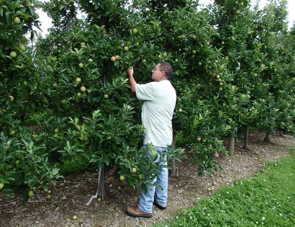 Hudson Valley Apple cultivar: McINTOSH, EMPIRE and GALA