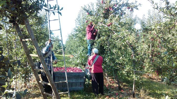 Orchard Management Systems - Apple Planting System Trials 1.
