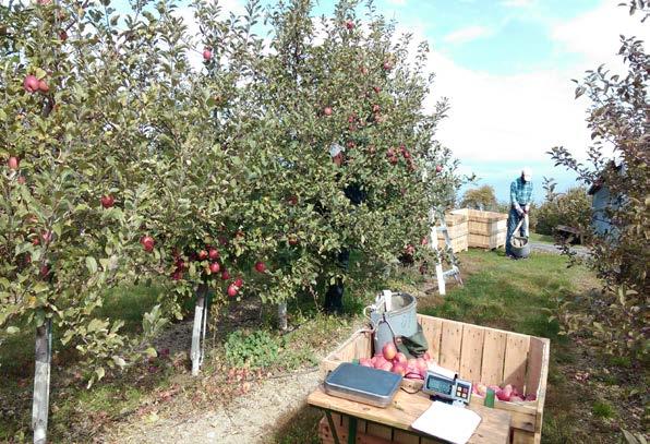 Orchard Management Systems - Apple Rootstock Trials 1. Dressel Farm (New Paltz, NY) 2. Yonder Fruit Farm (Hudson, NY) 3.