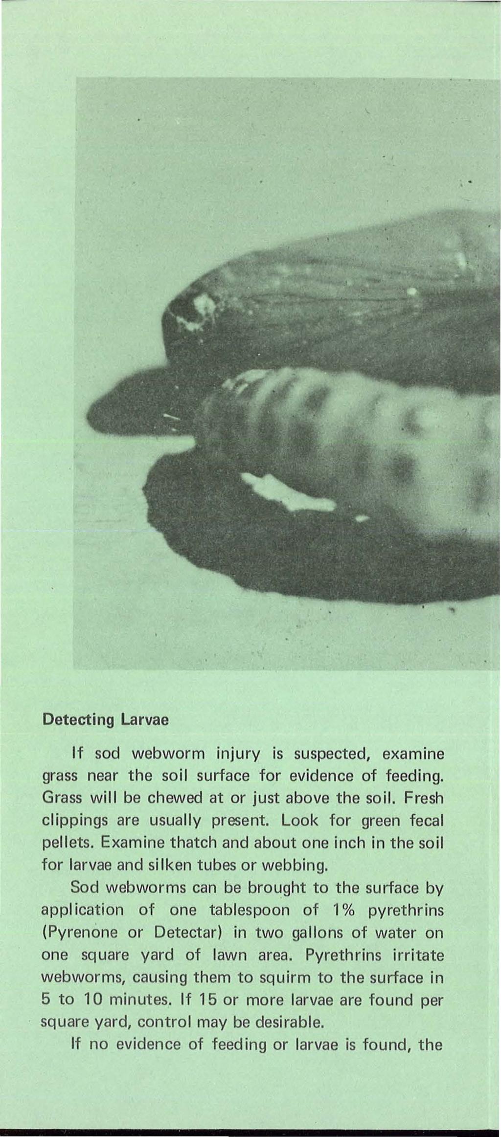 Detecting Larvae If sod webworm injury is suspected, examine grass near the soil surface for evidence of feeding. Grass will be chewed at or just above the soil. Fresh clippings are usually present.