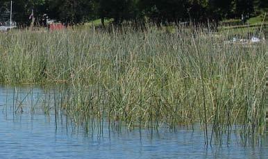 In shallow water, bulrush may spread by underground rhizomes but is particularly susceptible to destruction by direct cutting by humans, motorboat activity and excess herbivory.