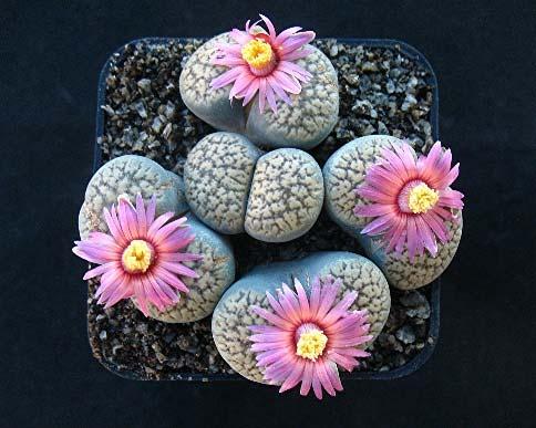 Our Speaker This Month Doug Dawson Lithops: the Wild and the Tame Doug began his passion for Lithops in the 1990 s.