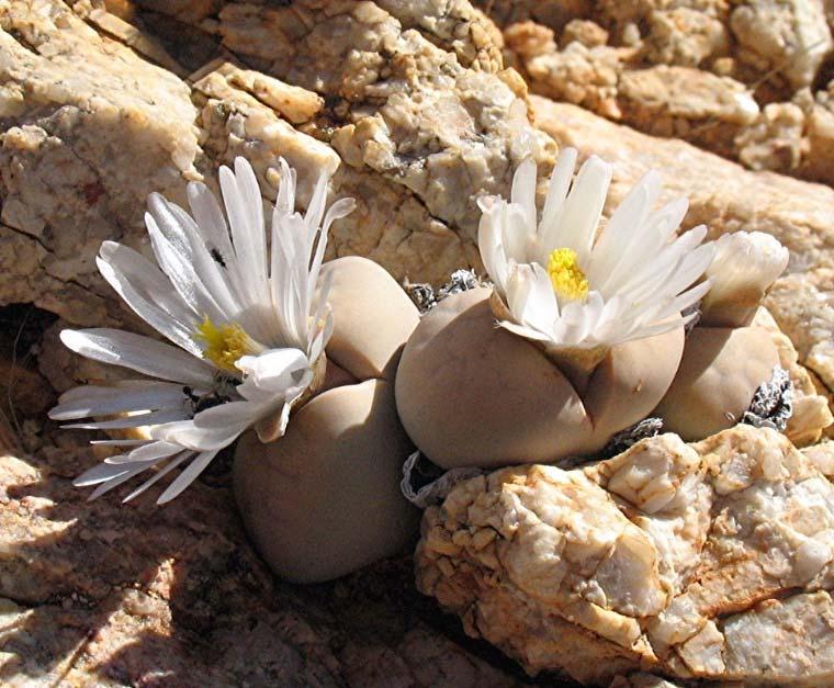 For those of you who are not yet open to including lithops in your collection, it is hoped that you will be convinced to give them a try.