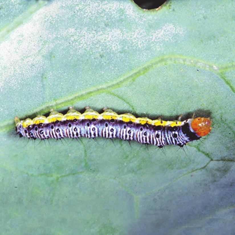 Cross-striped Cabbageworm Life cycle: Pale yellow eggs are laid in flat rafts underneath leaves. These hatch in 5 or so days depending upon temperature.