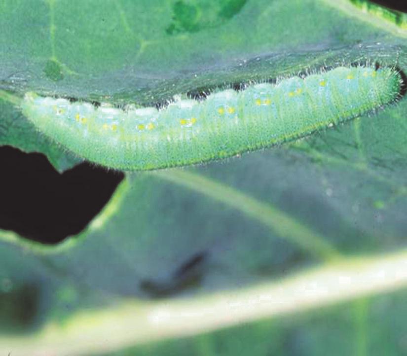 Imported Cabbageworm Life Cycle: Adults deposit single eggs that hatch in 3 4 days, depending on temperature. Larvae undergo 5 developmental stages and pupate on the plant.