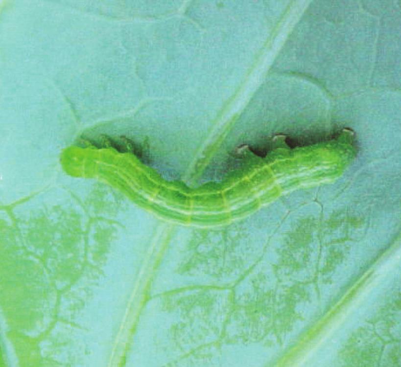 Cabbage Looper Life cycle: Eggs are laid singly on leaves. The egg stage lasts from 3 4 days. There are 5 larval instars lasting about 13 days. Full grown larvae are about 1.5 inches long.