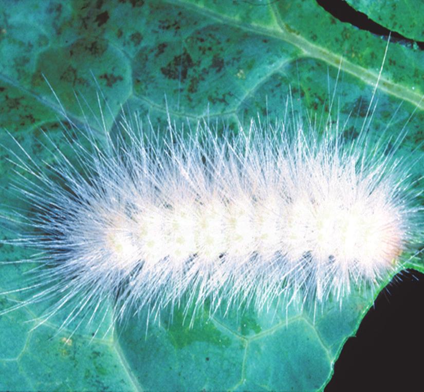 Salt-marsh Caterpillar Life cycle: The eggs are laid in groups of from 400 1000 and hatch in 4 5 days. The hairy larvae go through from 5 to 7 stages before pupating among leaf debris on the soil.