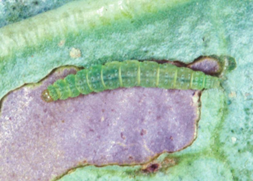 Diamondback Moth Life Cycle: Development depends upon temperature. In warmer climates, the life cycle may be half of that in cooler areas. Eggs are laid singly on the lower surface of the leaves.