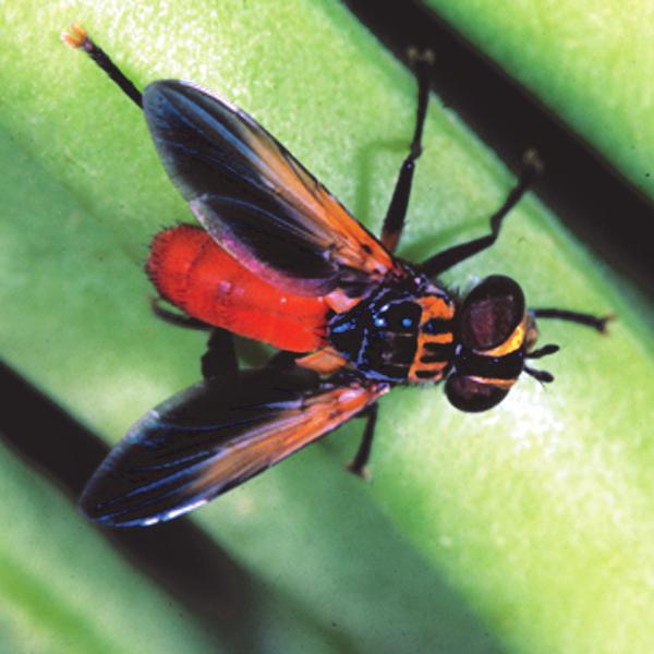 Parasitoids FEATHER-LEGGED FLY As with predators, there are rich communities of parasitoids and insect