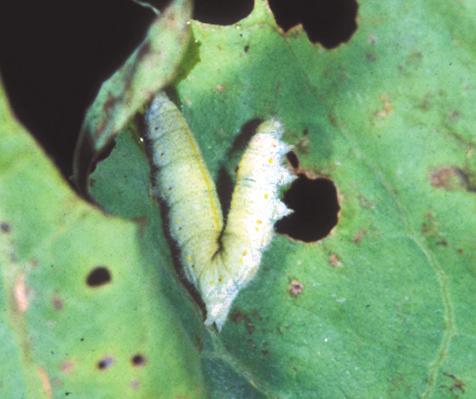 Insect Diseases As with other animals, insects have diseases.