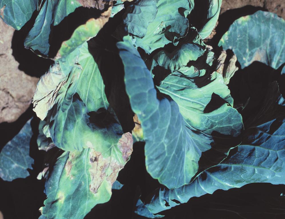 Diseases of Cabbage and Collard Black Rot This bacterial disease can be carried on seed, come from crop residue in the field, or come from weeds in or near the field.