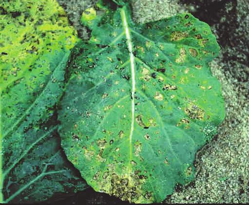 Diseases of Cabbage and Collard Downy Mildew This fungus disease is favored by cool temperatures and rainy or foggy weather.