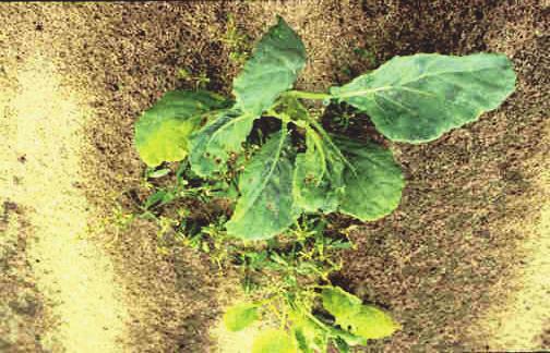 Diseases of Cabbage and Collard Fusarium Wilt This is a disease caused by a fungus that lives in the soil. It is often called yellows.