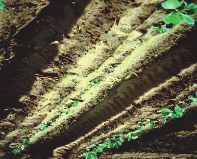 Diseases of Cabbage and Collard Damping-off/Wirestem This disease will reduce stand (damping-off) or cause stunted plants (wirestem).
