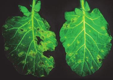 Diseases of Cabbage and Collard Alternaria Leaf Spot This is a warm season fungus disease. Like most fungus diseases, it is favored by wet weather.