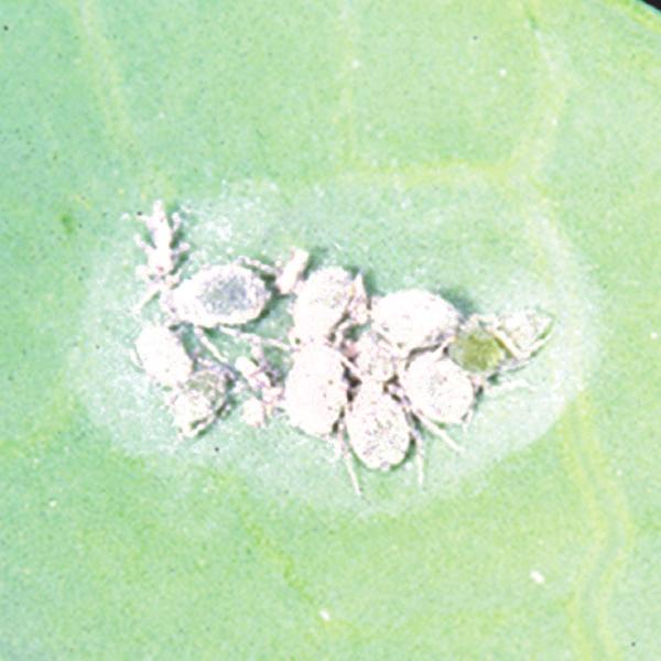 Cabbage Aphid Life cycle: Aphids multiply in the field very rapidly. A generation may develop within a week to 10 days.