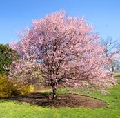 project=partssunflower&f=science Activity Ideas: Lifecycles of Cherry Orchards Explore the lifecycle of the cherry.
