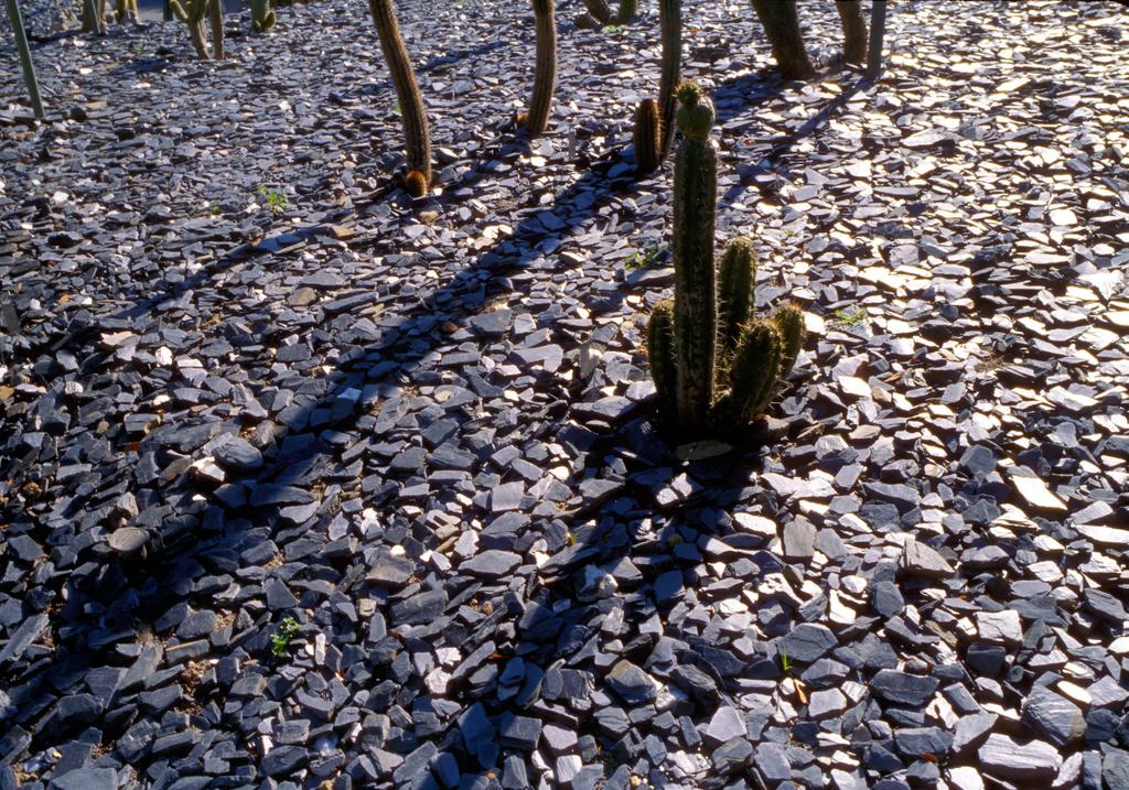 Broken slate as a ground cover around a collection of cactus lets us know a theater set designer was involved here rather than a desert ecologist.