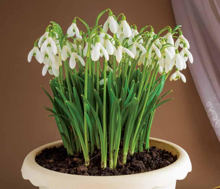 Forcing Hardy Bulbs for winter blooms Plan now to get an early taste of spring.