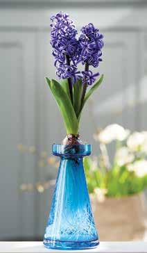 Be sure whatever bulbs you choose are firm and without blemishes. Potting Them Up Start with a container that has drainage holes and sufficient depth for good root development.