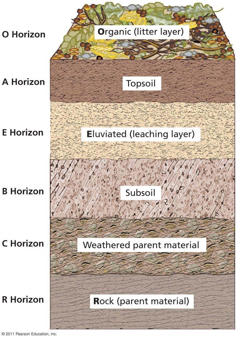 Layers of Soil Horizon = each layer of soil Soil can have up to six horizons Soil profile = the cross-section of soil as a whole Leaching = dissolved