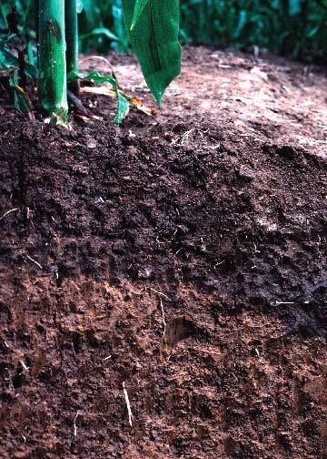 Surface soil horizons: Ap or A + E Ap or A+ E horizons: Contains more organic matter than the other soil layers. Often coarser than the subsoil layer.
