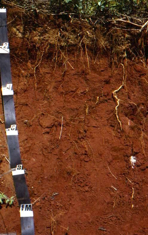 Clear, bright red and yellow subsoil colors indicate well-drained conditions